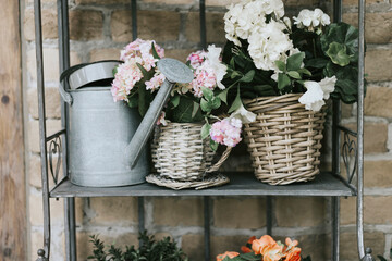 cozy veranda or terrace flowers and watering can on a shelf near a brick wall, spring concept