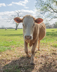 cow in a field