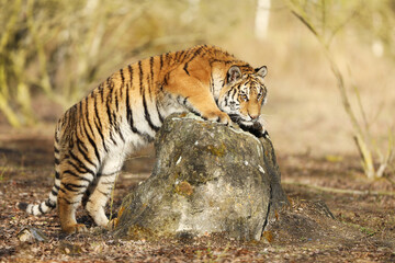 Fototapeta na wymiar Siberian tiger jumping in wild taiga in summer. Russia. Panthera tigris altaica