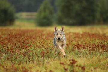 Naklejka na ściany i meble Wolf cub running in blossom grass .Wolf from Finland. Gray wolf, Canis lupus, in the summer meadow. Wolf in the nature habitat.