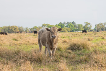 calf walking