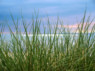 Fototapeta premium Die Küste auf der Halbinsel Darß an der Ostsee in Meck-Pomm