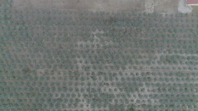 plantas