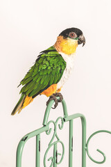 Parrot leaning on a railing