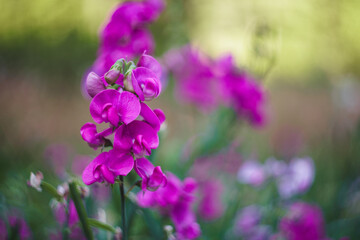 Pretty small bright magenta wildflowers in a green field with soft natural sunlight in summertime in Washington State Pacific Northwest