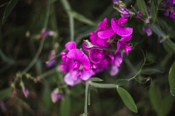 Fototapeta premium Pretty small bright magenta wildflowers in a green field with soft natural sunlight in summertime in Washington State Pacific Northwest