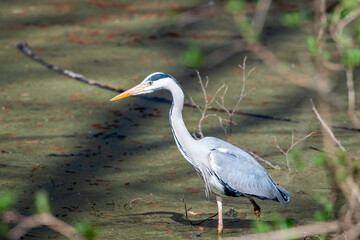 Reiher Graureiher im See
