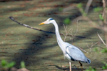 Reiher Graureiher im See