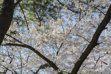 cherry blossom cherry tree spring walk