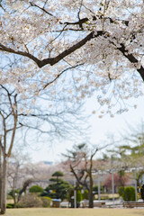 cherry blossom cherry tree spring walk