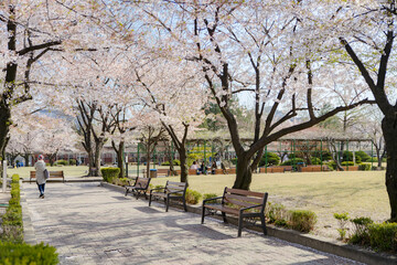 cherry blossom cherry tree spring walk
