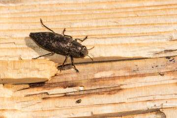 Flatheaded Hardwood Borer Beetle - Dicerca
