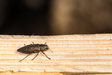 Flatheaded Hardwood Borer Beetle - Dicerca