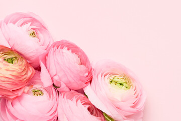 Pink ranunculus flowers bunch on a pink background. Mothers Day, Valentines Day, birthday concept