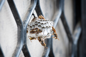 Paper wasp nest consists cells, grouped together to form a comb. Pest Control Concept.