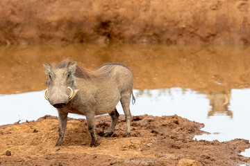 Warthog, Addo Elephant National Park