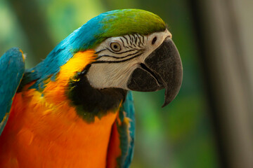 Bright parrot close-up
