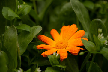 A bright orange flower among the green grass. Close-up