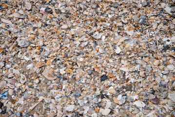 Small shells, shell fragments on Samila beach, Songkhla, Thailand.