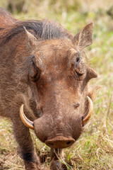 Warthog, Addo Elephant National Park