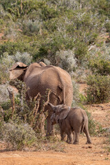 Obraz na płótnie Canvas African elephant cow with twin calfs, Addo Elephant National Park