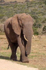 Fototapeta na wymiar African elephant, Addo Elephant National Park