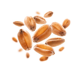 Wheat grains levitate on a white background