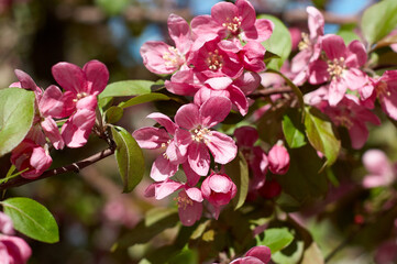 Beautiful sakura in bloom. Spring cherry blossoms, pink flowers. Blooming cherry tree. Sakura flowers close up.
