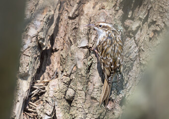 Short-toed treecreeper, Certhia brachydactyla, with cryptic plumage climbing on a tree trunk near its nest in a crevice behind bark in spring, Germany