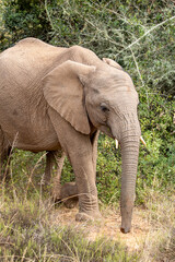 African elephant, Addo Elephant National Park