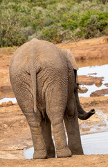 African elephant at the waterhole, Addo Elephant National Park