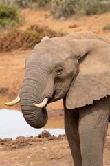 Fototapeta na wymiar African elephant at the waterhole, Addo Elephant National Park