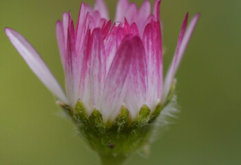 margherita fiore rosso natura verde