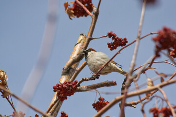 A Male House Sparrow in a Tree