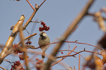 A Male House Sparrow in a Tree
