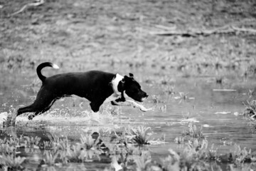 Pet dog having fun running through water outdoors in black and white.