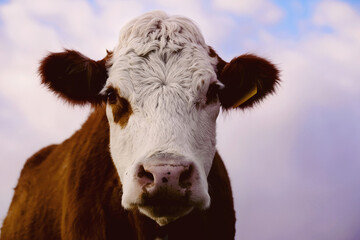 Hereford cow face close up with sky background for farm animal wallpaper background.