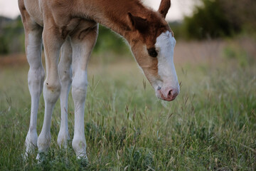 Naklejka na ściany i meble Innocence of foal horse close up at dusk in spring grass of pasture field.