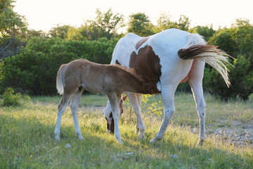 Naklejka na ściany i meble Paint horses in summer field with foal nursing mom for animal nutrition concept.