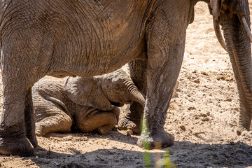 Baby African elephant laying under his mother.