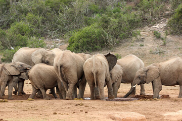 Obraz premium African elephant at the waterhole, Addo Elephant National Park