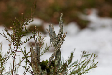 An old tree branch with moss in the forest in the snow