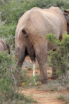 Elephant urinating (educational image), Addo Elephant National Park