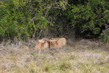 Warthog, Addo Elephant National Park