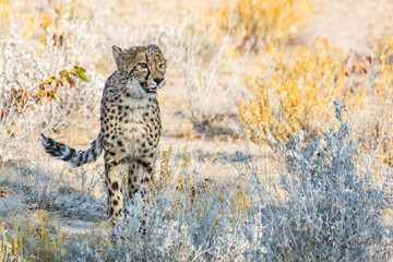 Cheetah (Acinonyx jubatus) walking in the savannah in Etosha national park, Namibia