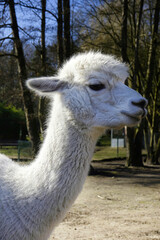 Fototapeta premium Alpaka, Hintergrund, Natur, Tiere, Landschaft