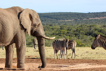 African elephant and zebra scene, Addo Elephant, National Park