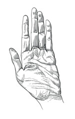 Obraz premium Linear sketch of the hand. Vector illustration.