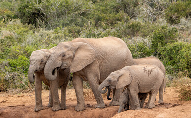 Fototapeta na wymiar African elephant at the waterhole, Addo Elephant National Park