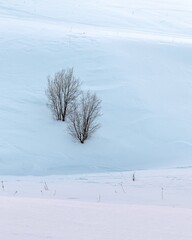 Lonely trees without leaves on the slope of a snow-covered hill. Winter minimalism